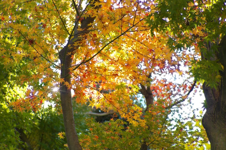 f:id:hisadoi:20141123110254j:image