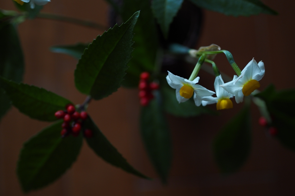 f:id:hisadoi:20150101144714j:image