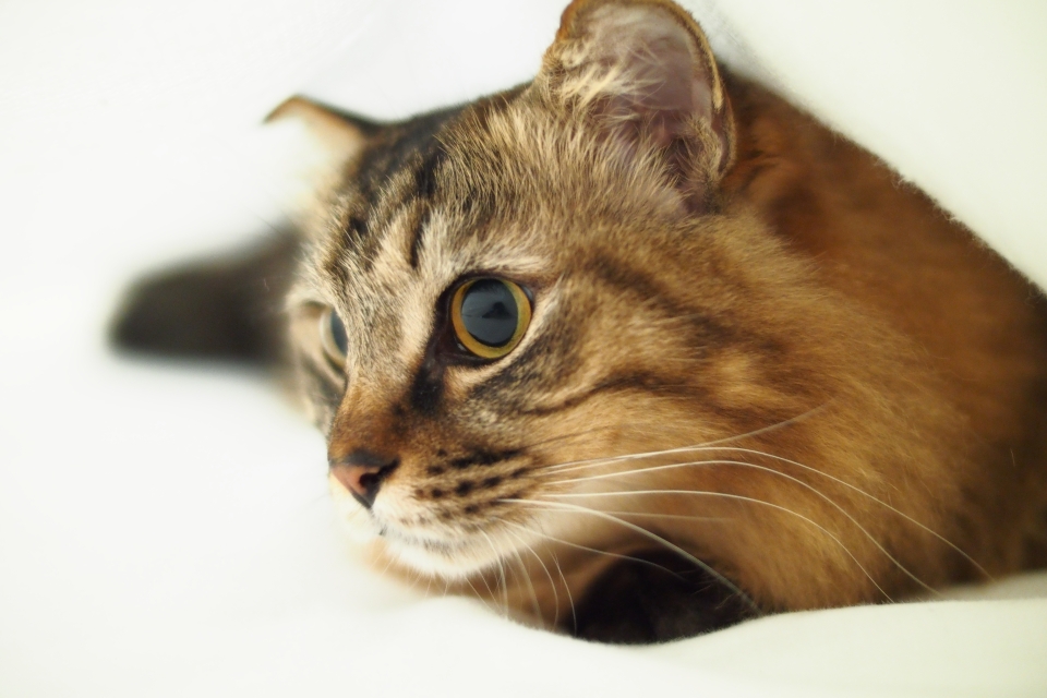 f:id:hisadoi:20150215100130j:image