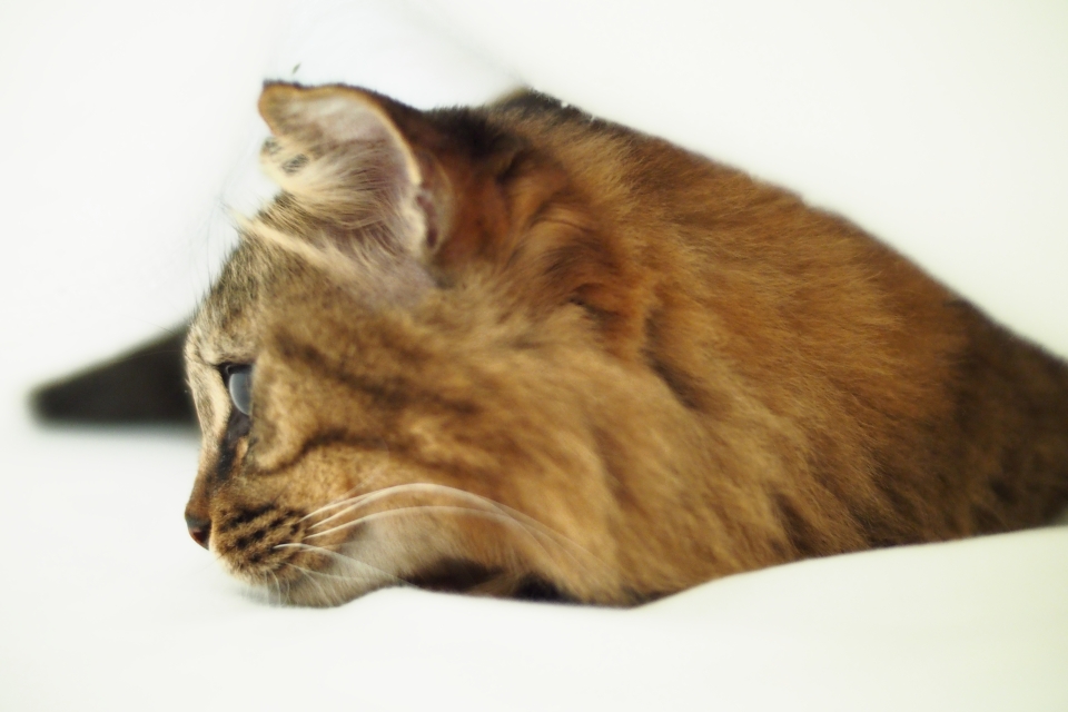 f:id:hisadoi:20150215100206j:image