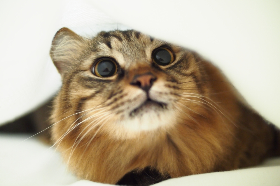 f:id:hisadoi:20150215100229j:image