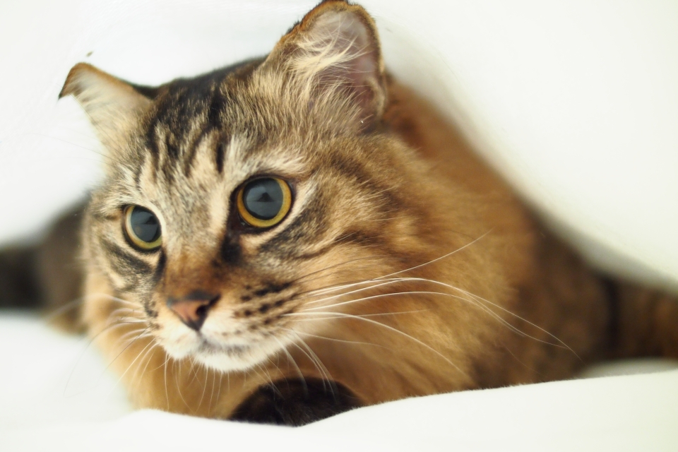 f:id:hisadoi:20150215100247j:image