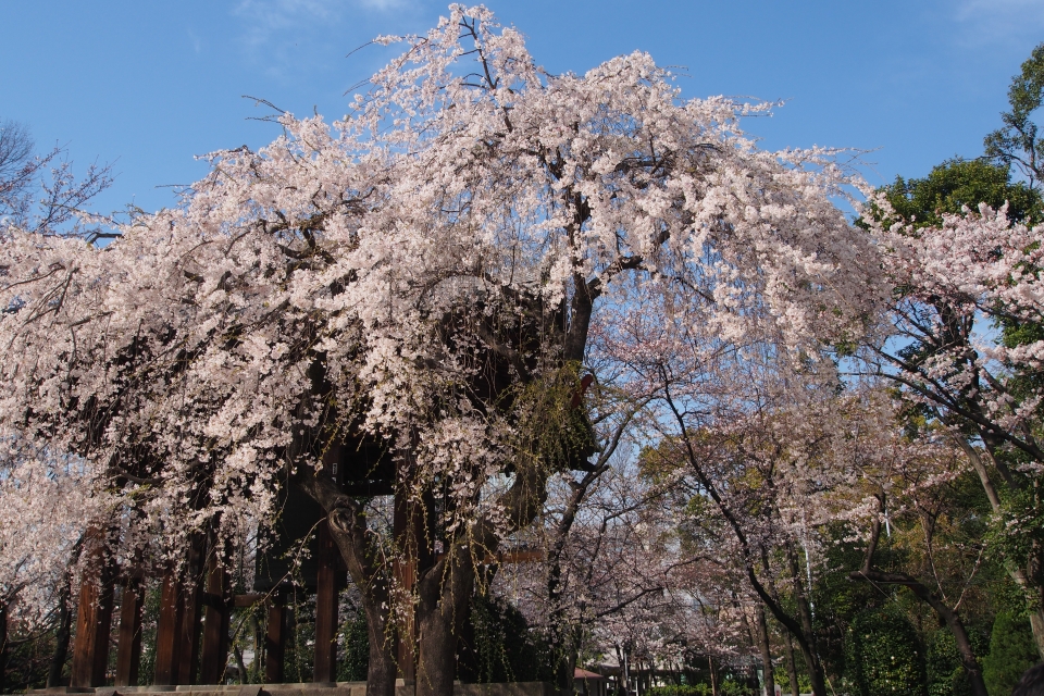 f:id:hisadoi:20150328150425j:image