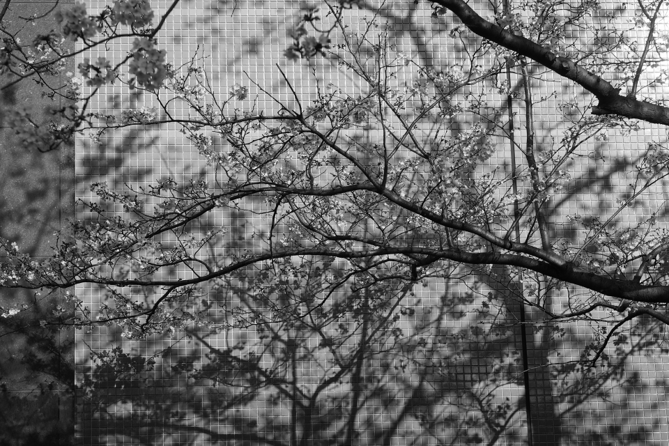 f:id:hisadoi:20150328161847j:image