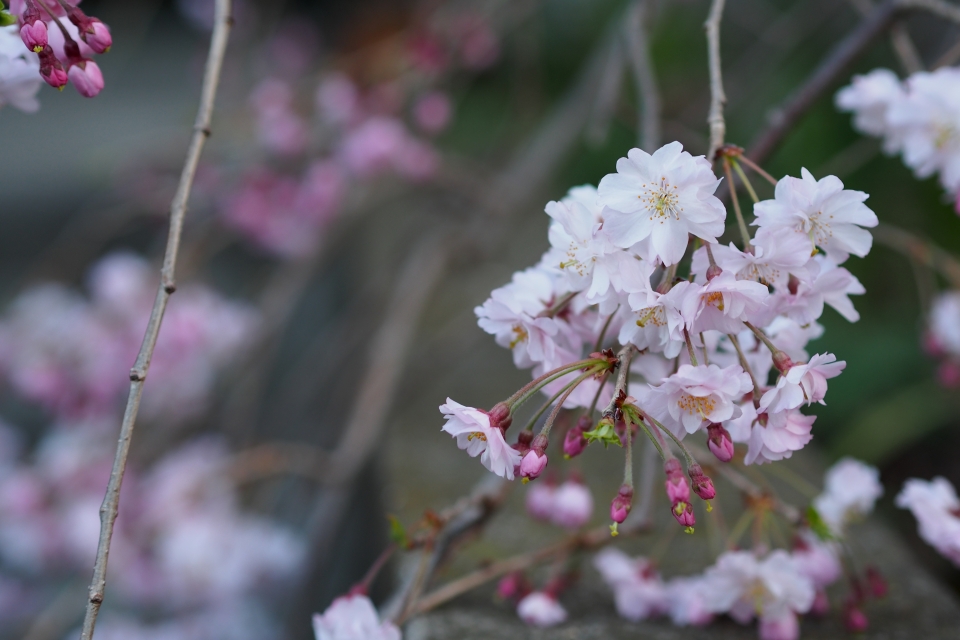 f:id:hisadoi:20150328174240j:image