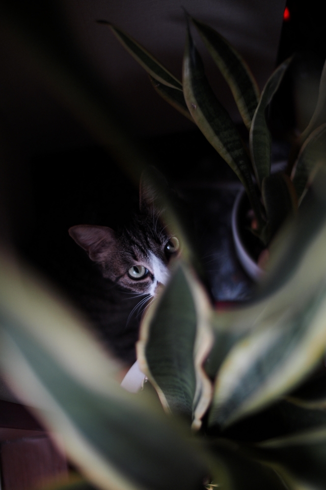 f:id:hisadoi:20150509153037j:image