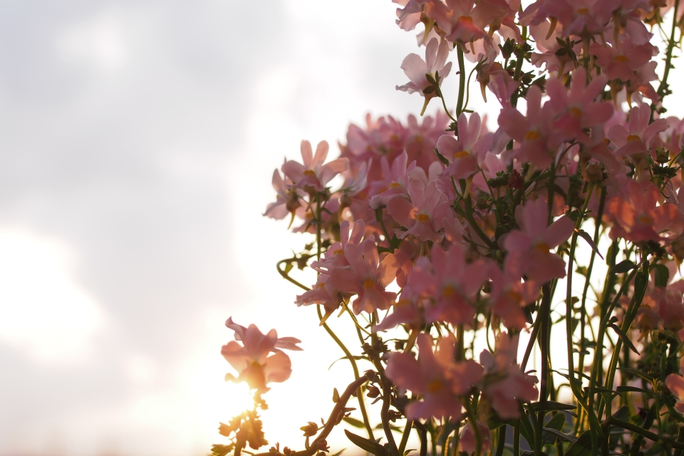 f:id:hisadoi:20150510175054j:image