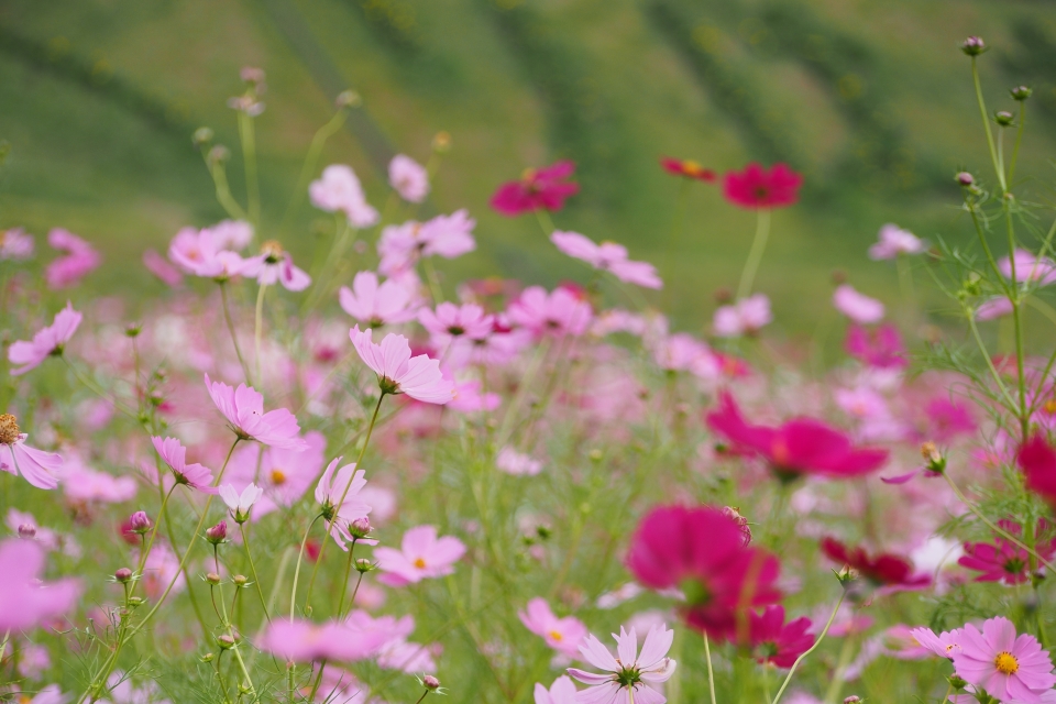 f:id:hisadoi:20151010073834j:image