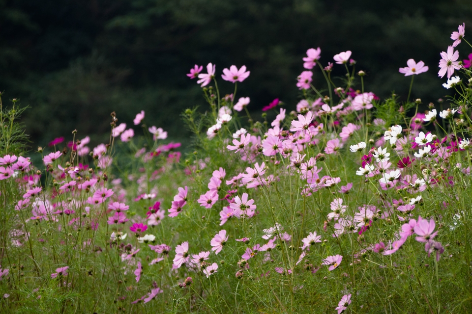 f:id:hisadoi:20151010074920j:image