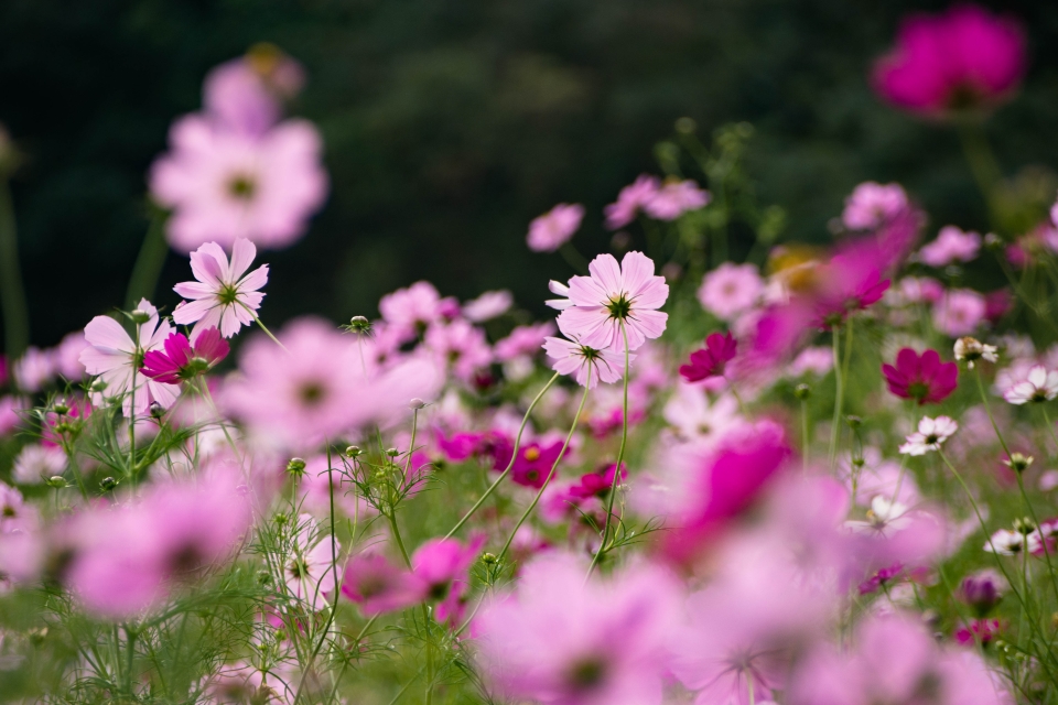 f:id:hisadoi:20151010075047j:image