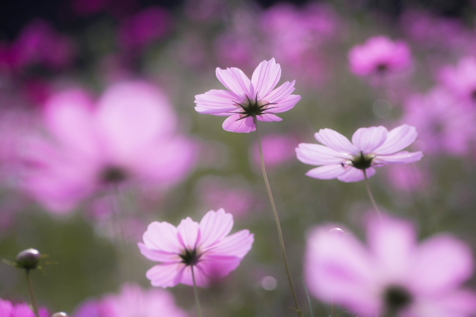 f:id:hisadoi:20151010080216j:image