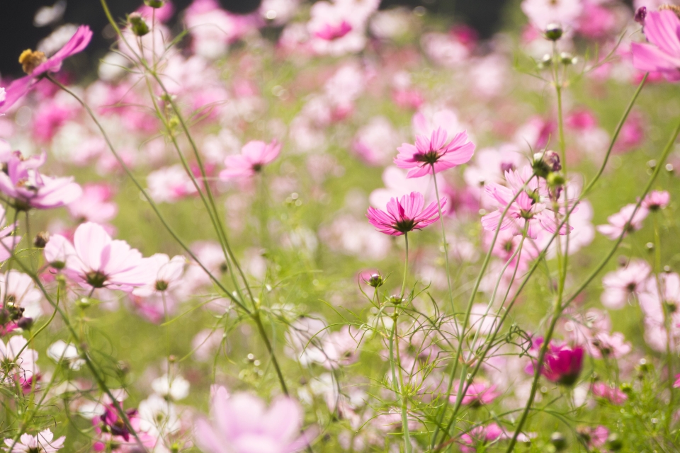 f:id:hisadoi:20151010080340j:image