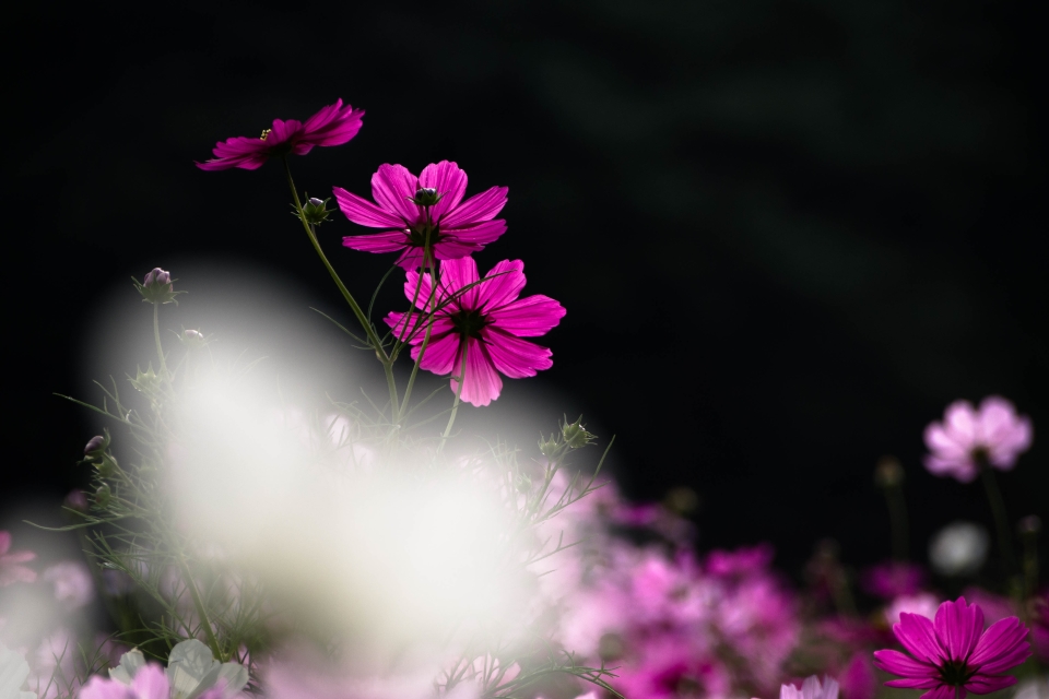 f:id:hisadoi:20151010080736j:image