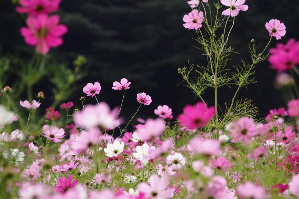 f:id:hisadoi:20151010080915j:image