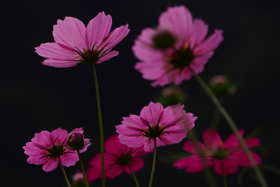 f:id:hisadoi:20151010081316j:image