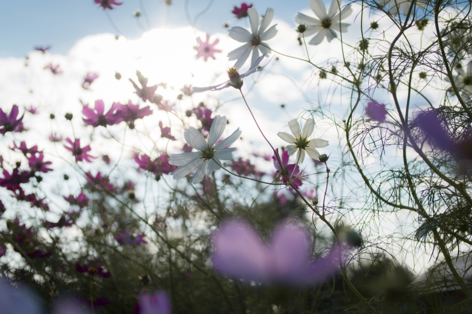 f:id:hisadoi:20151012074458j:image f:id:hisadoi:20151012074458j:image