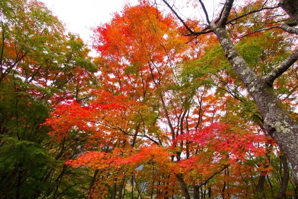 f:id:hisadoi:20151031093322j:image