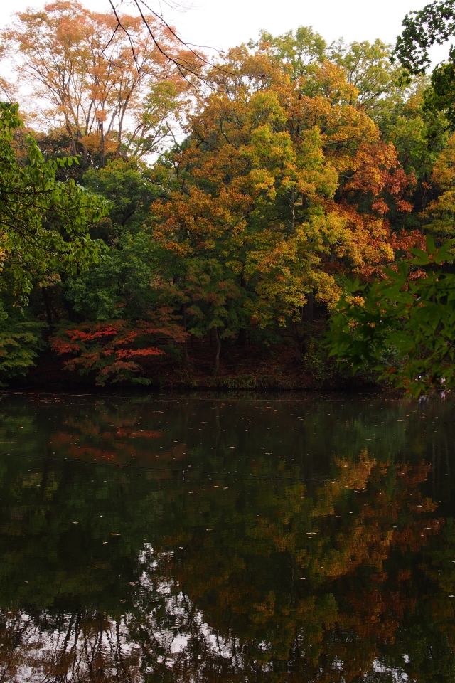 f:id:hisadoi:20151116080243j:image