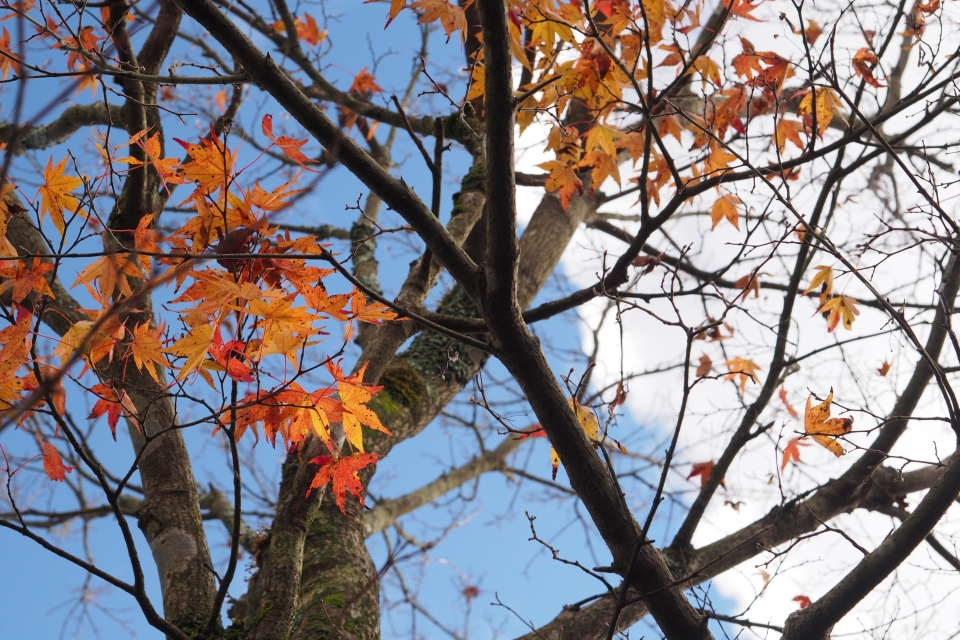 f:id:hisadoi:20151116112913j:image