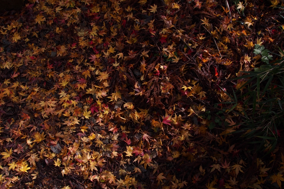 f:id:hisadoi:20151116115056j:image