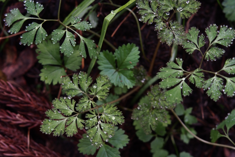 f:id:hisadoi:20151116115422j:image