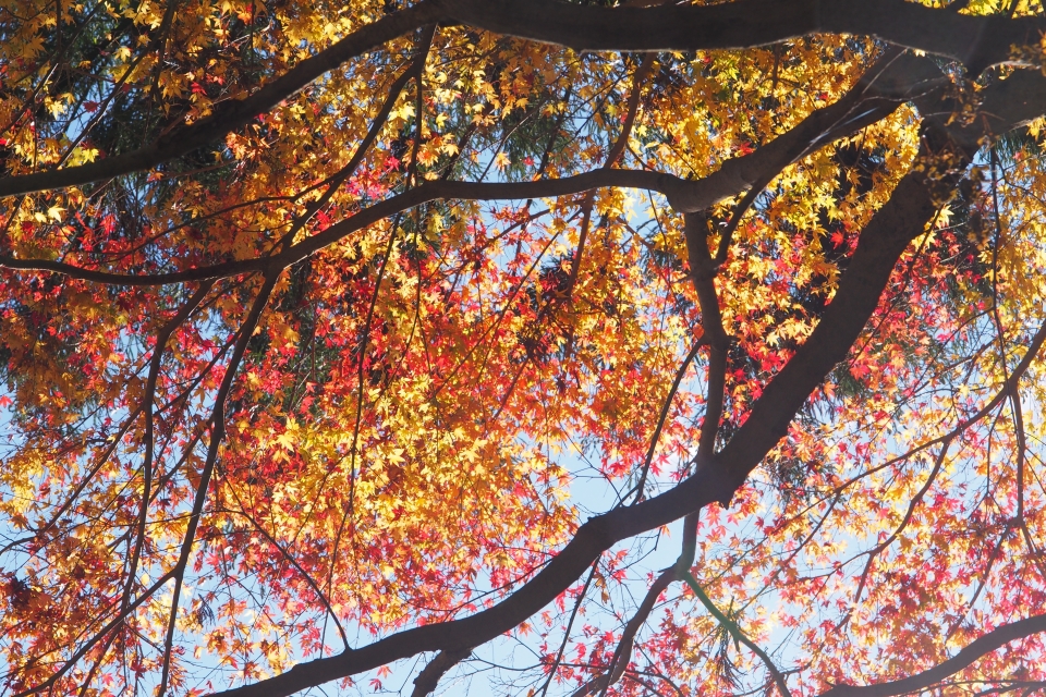 f:id:hisadoi:20151116115818j:image