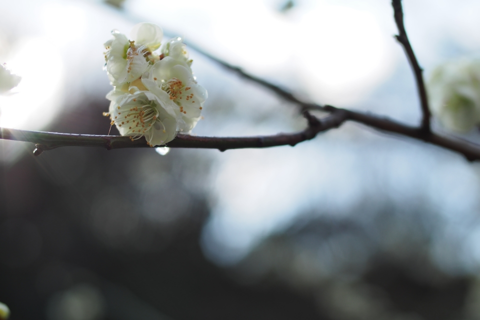 f:id:hisadoi:20160221093029j:image f:id:hisadoi:20160221093029j:image