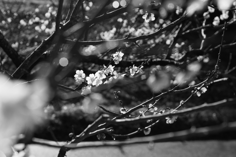 f:id:hisadoi:20160221093651j:image f:id:hisadoi:20160221093651j:image