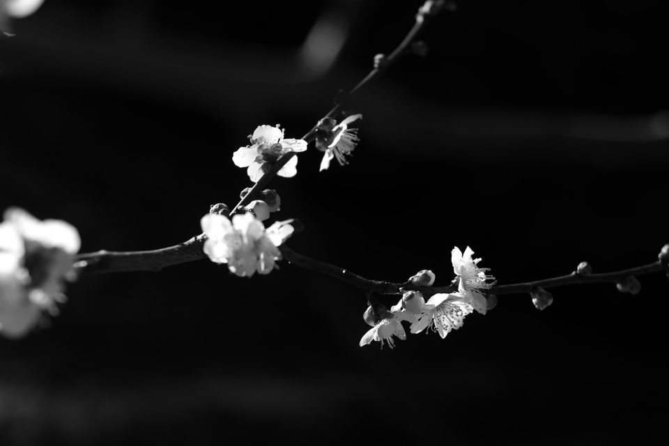 f:id:hisadoi:20160221094111j:image f:id:hisadoi:20160221094111j:image