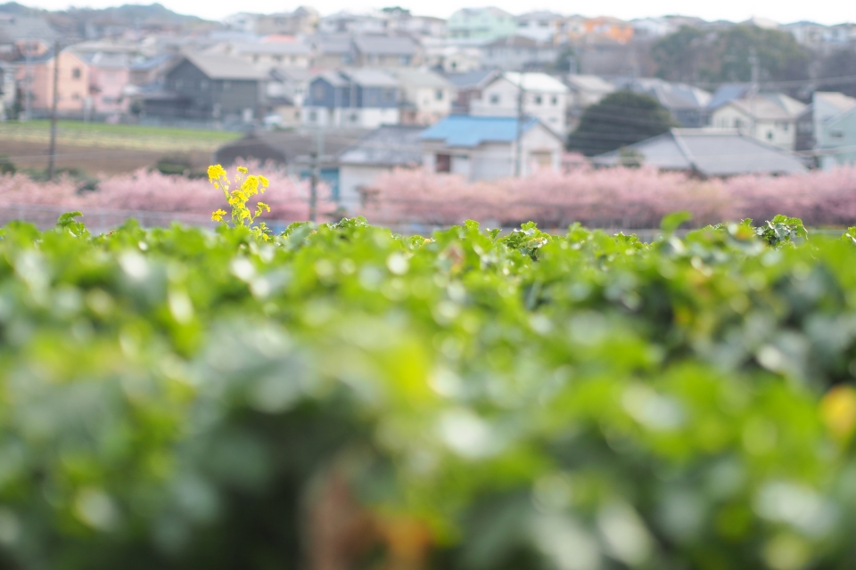 f:id:hisadoi:20160228151757j:image