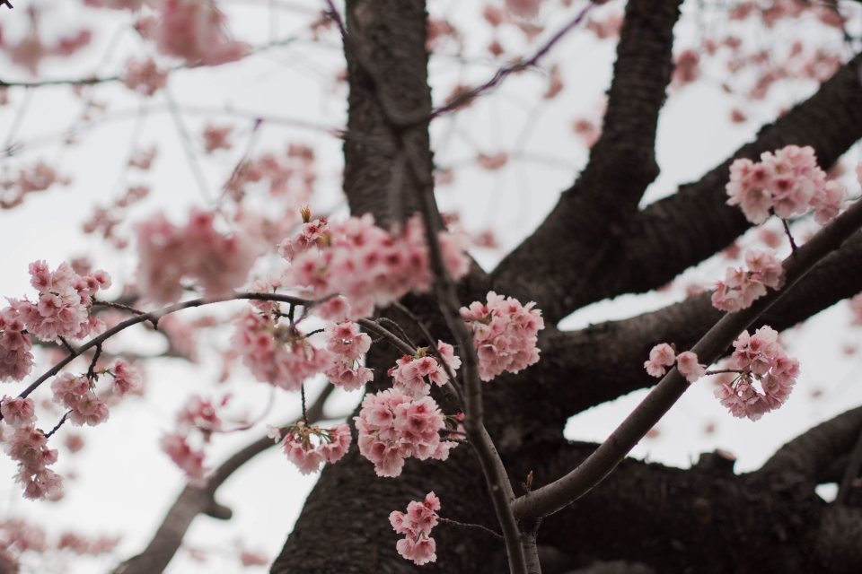 f:id:hisadoi:20160312151528j:image f:id:hisadoi:20160312151528j:image