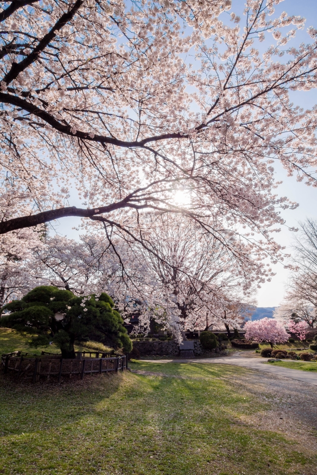 f:id:hisadoi:20160416074426j:image f:id:hisadoi:20160416074426j:image