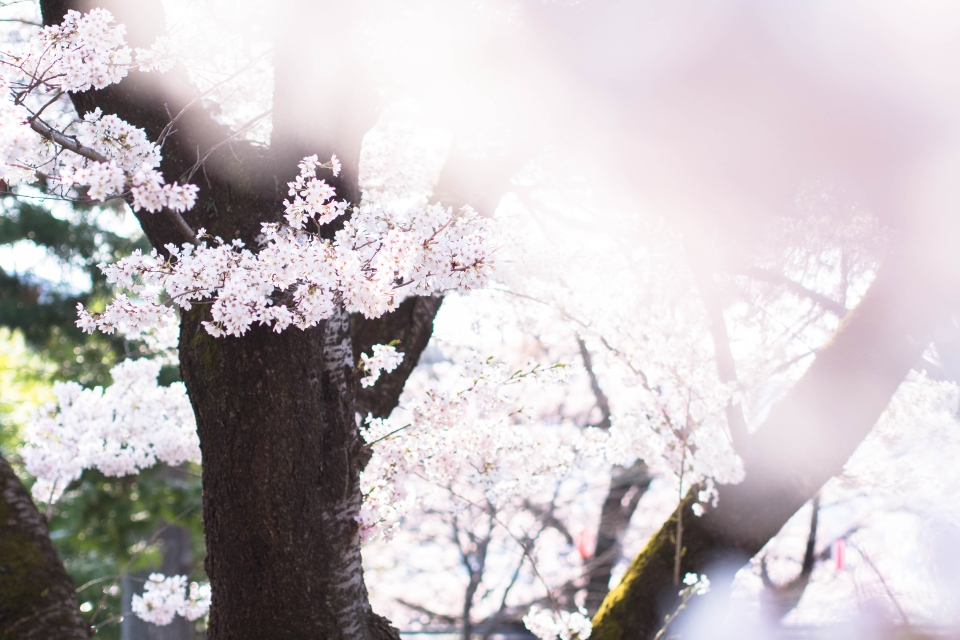 f:id:hisadoi:20160416075111j:image f:id:hisadoi:20160416075111j:image