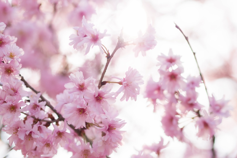 f:id:hisadoi:20160416075544j:image f:id:hisadoi:20160416075544j:image