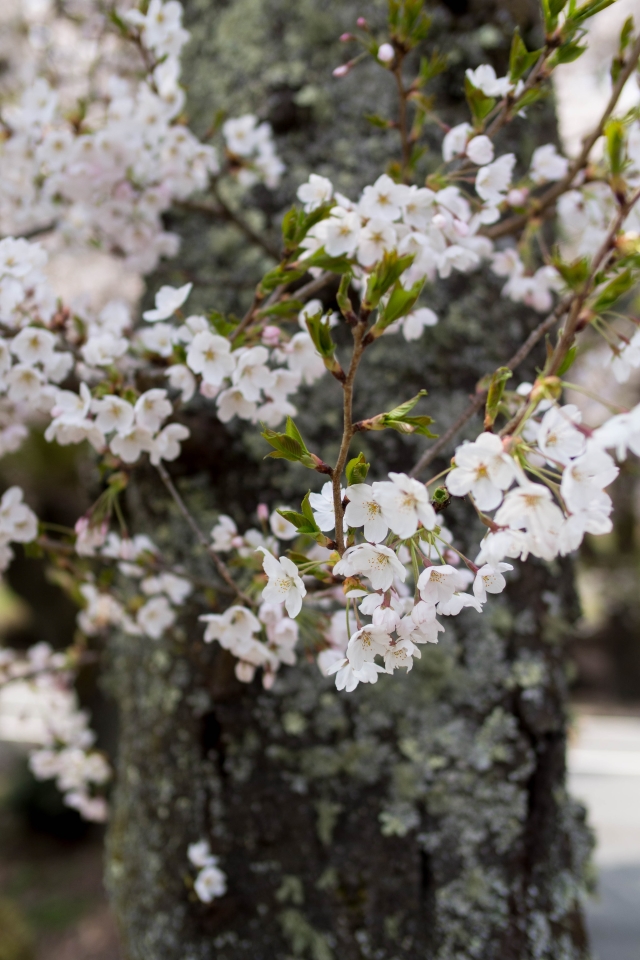 f:id:hisadoi:20160416112620j:image f:id:hisadoi:20160416112620j:image