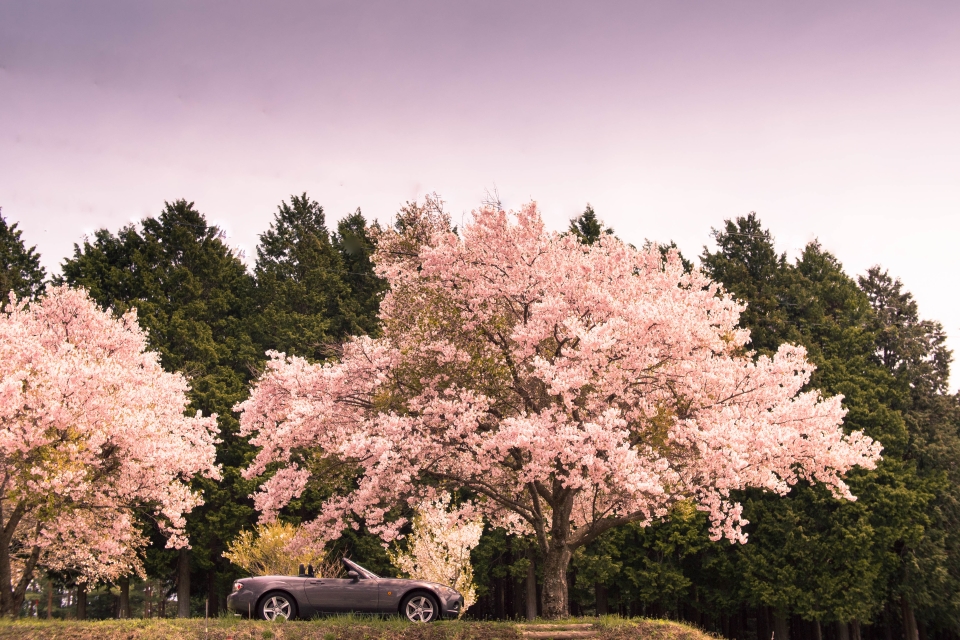 f:id:hisadoi:20160416113823j:image f:id:hisadoi:20160416113823j:image