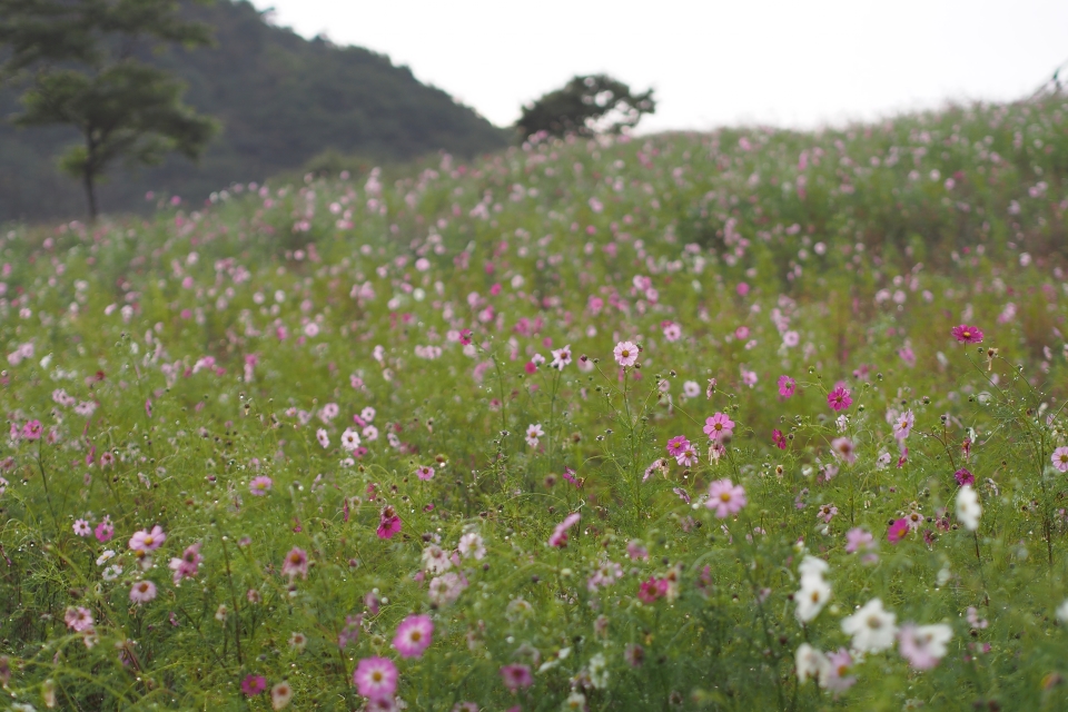 f:id:hisadoi:20160924061853j:image