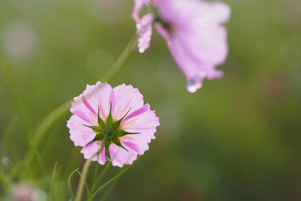 f:id:hisadoi:20160924061917j:image