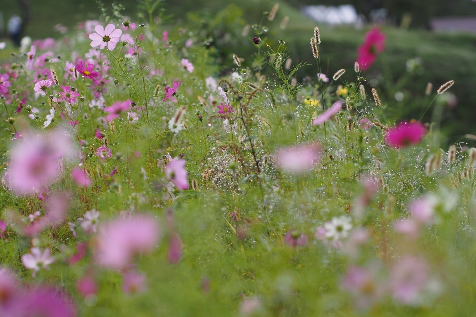 f:id:hisadoi:20160924063558j:image