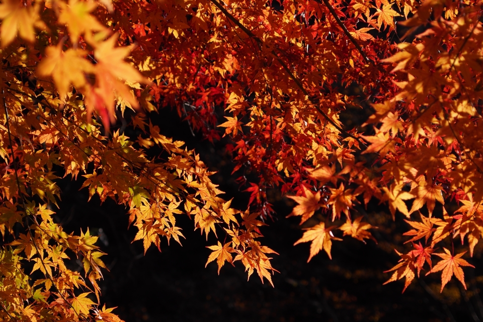 f:id:hisadoi:20161112075748j:image