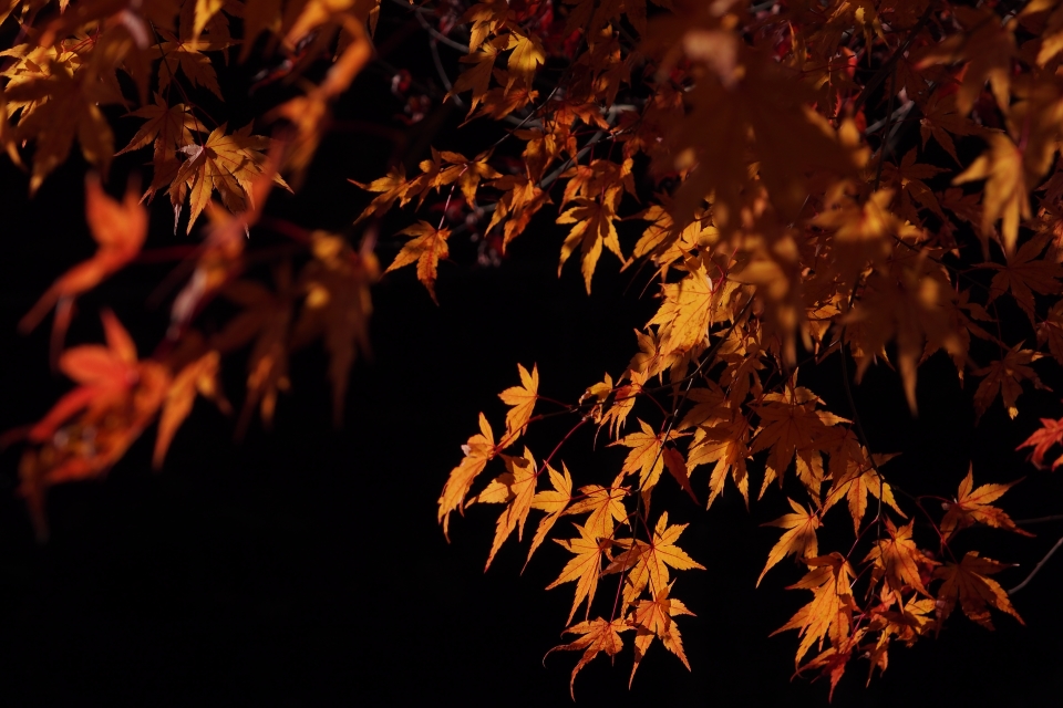 f:id:hisadoi:20161112075919j:image