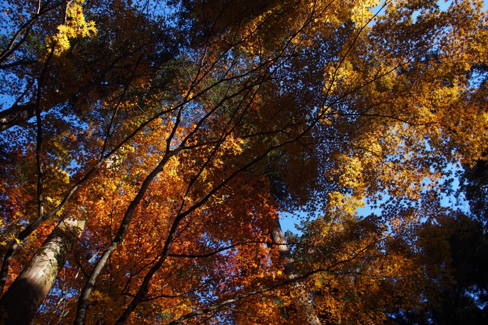 f:id:hisadoi:20161112091753j:image