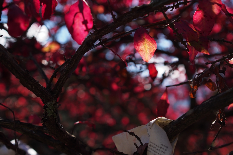 f:id:hisadoi:20161112092728j:image