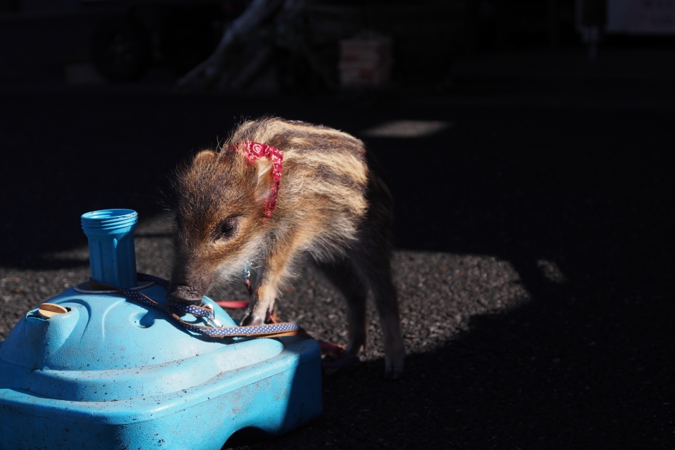 f:id:hisadoi:20161112104607j:image