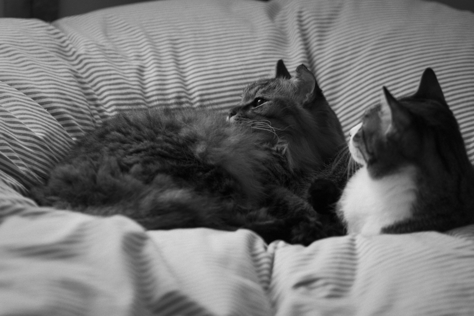 f:id:hisadoi:20170204130053j:image