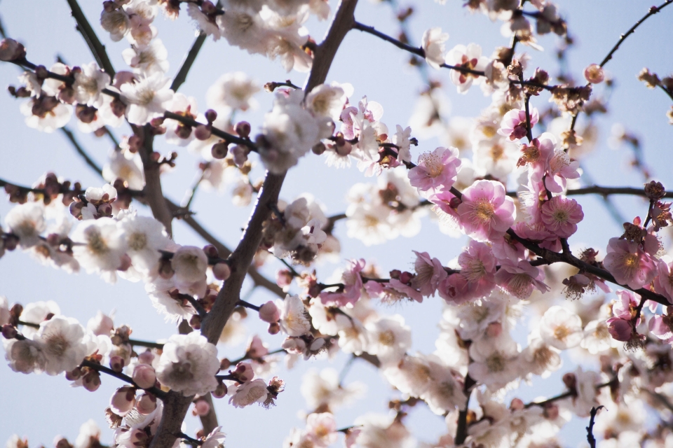 f:id:hisadoi:20170219105139j:image