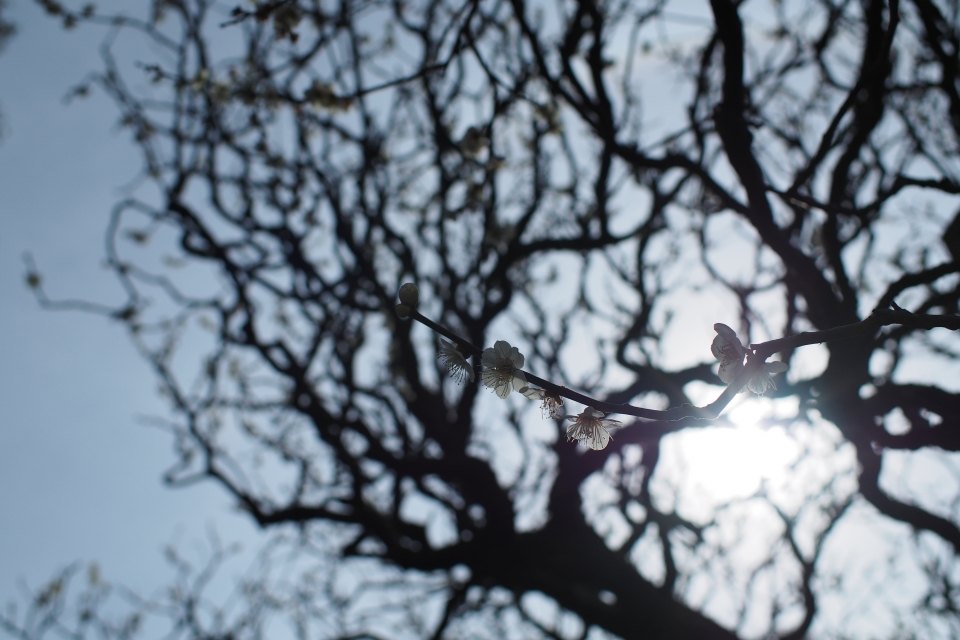 f:id:hisadoi:20170226104827j:image f:id:hisadoi:20170226104827j:image