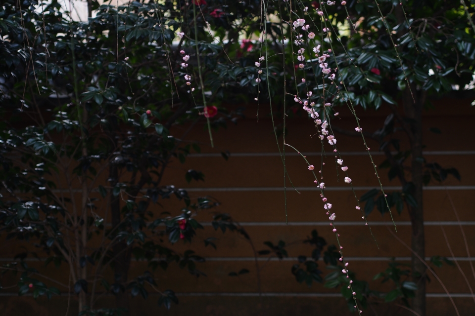 f:id:hisadoi:20170226105553j:image f:id:hisadoi:20170226105553j:image