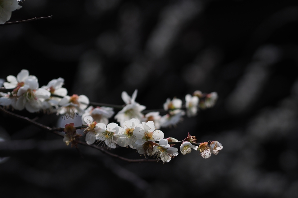 f:id:hisadoi:20170226105632j:image f:id:hisadoi:20170226105632j:image