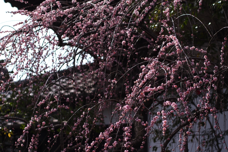 f:id:hisadoi:20170226110145j:image f:id:hisadoi:20170226110145j:image